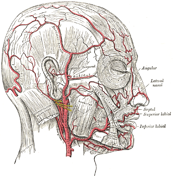 Photo of blood vessels