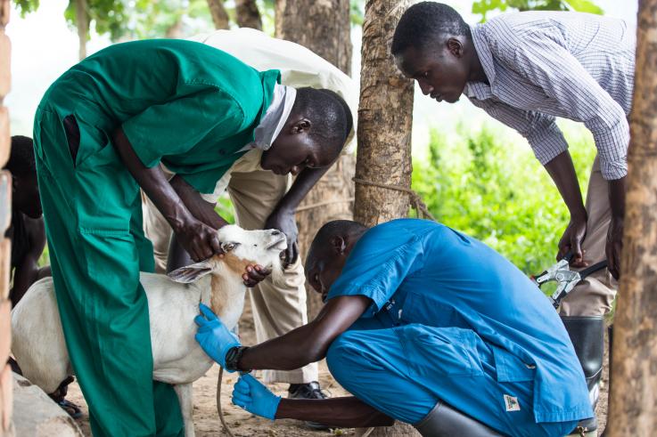 Photo of a goat getting a check-up