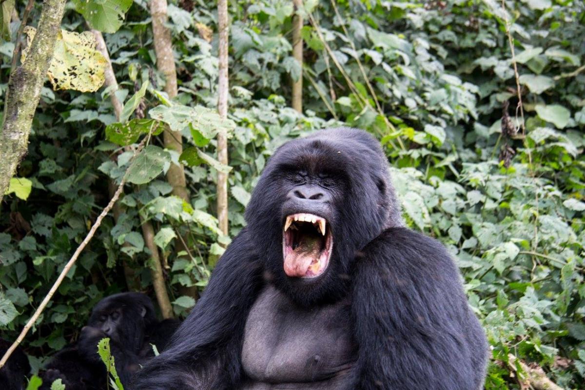 Photo of a gorilla yawning in Rwanda