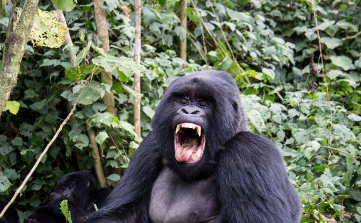 Photo of a gorilla yawning in Rwanda